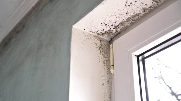 Forensic Mold Investigation in Metairie, LA